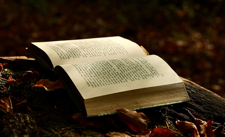 An open novel sitting on a log in a forest in autumn with leaves all around it.