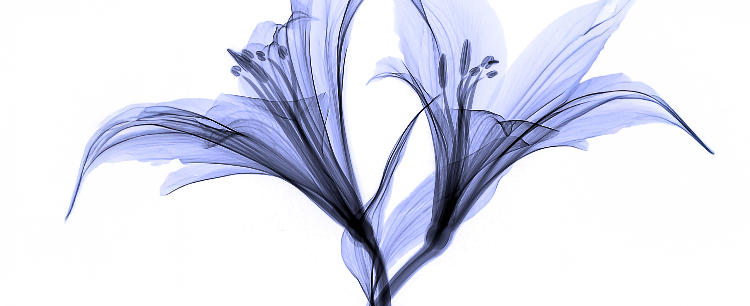 A pair of nearly transparent lilies.