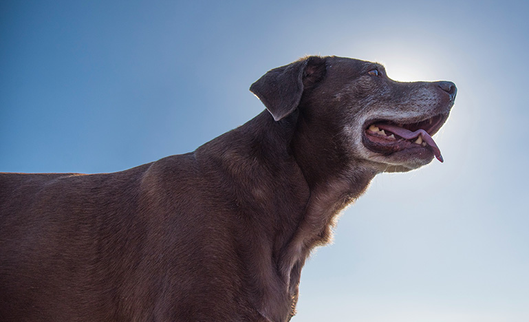 A senior labrador standing in front of the sun.