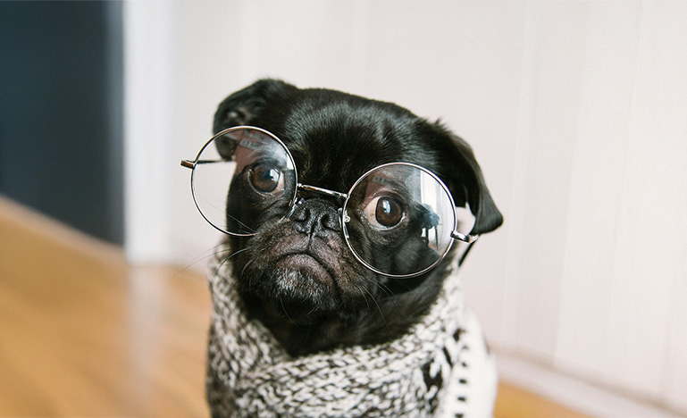 A puppy wearing a pair of round glasses and a sweater.