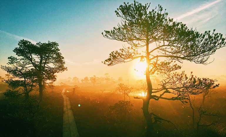 The sun setting behind a large tree