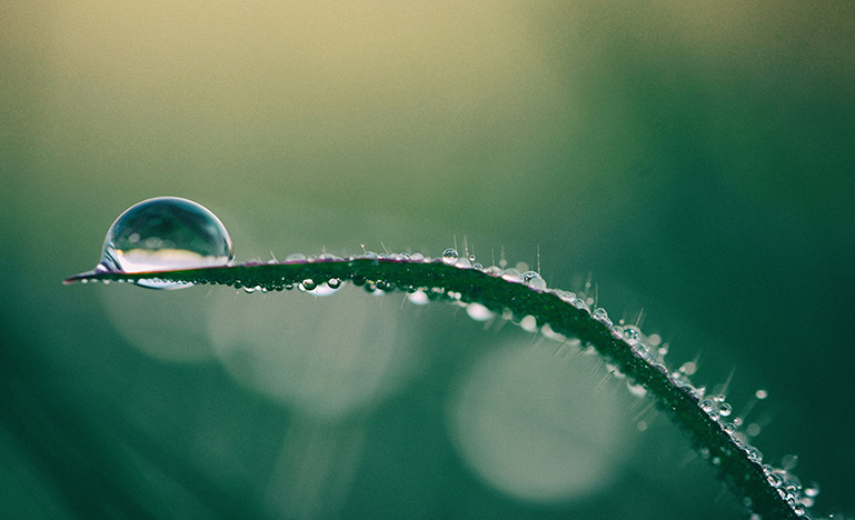 A drop of dew balanced on the very end of a blade of grass