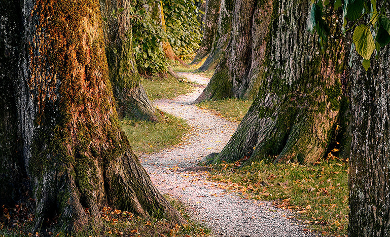 A winding path through a forest.
