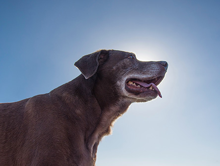 A senior labrador standing in front of the sun.