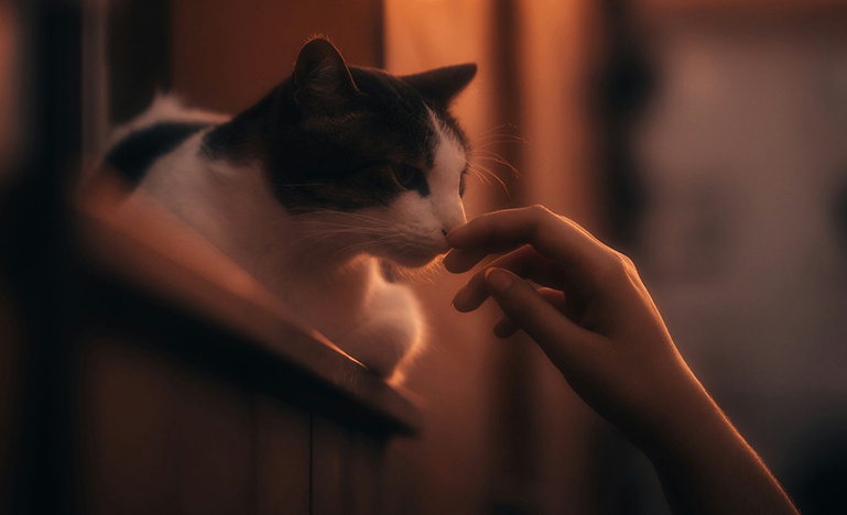 A person reaching out to a cat sitting on a windowsill.