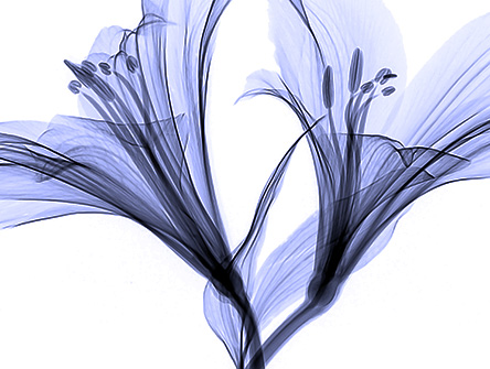 A pair of nearly transparent lilies.