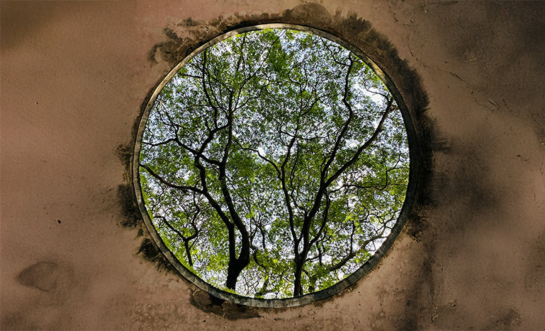 A tree viewed through a circle made in a dark textured surface.