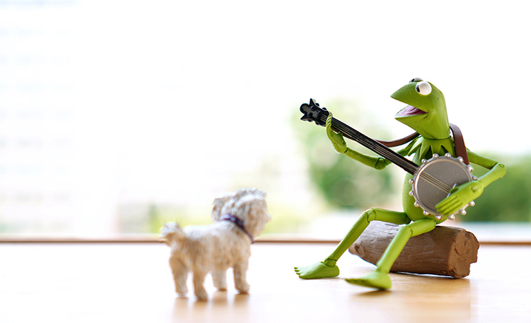 Kermit the frog playing a banjo and sitting on a log in front of a small white dog